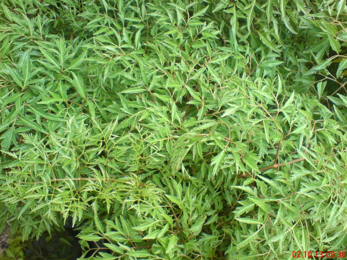 lalinhdang